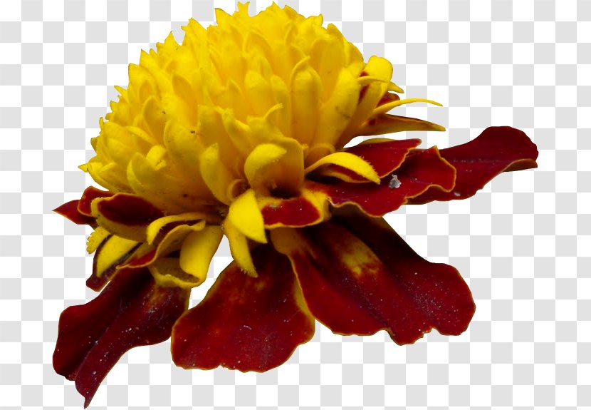 Chrysanthemum Cut Flowers Transparent PNG