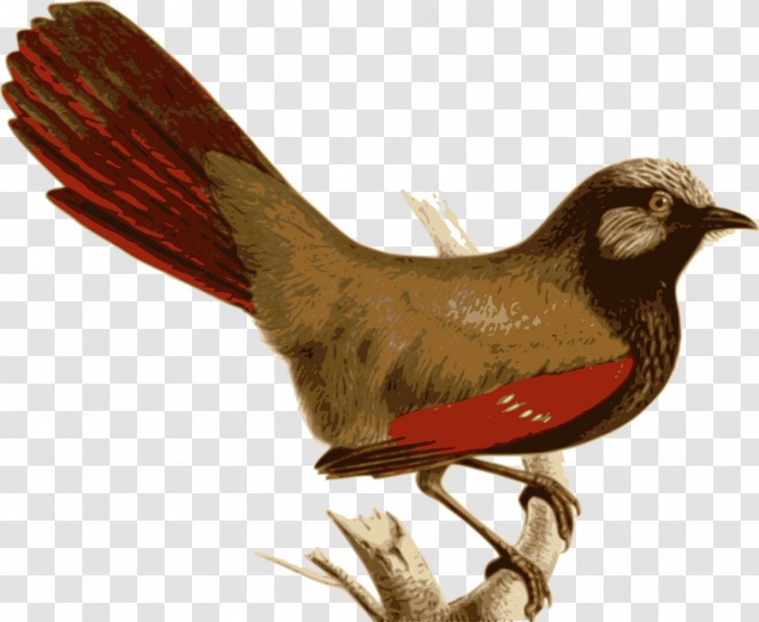 Bird Vertebrate Laughingthrush Feather Garrulax - Feeders Transparent PNG