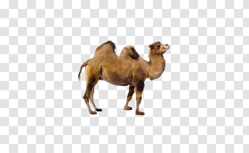Bactrian Camel Dromedary Llama Vicuxf1a - Eventoed Ungulate - Desert Transparent PNG