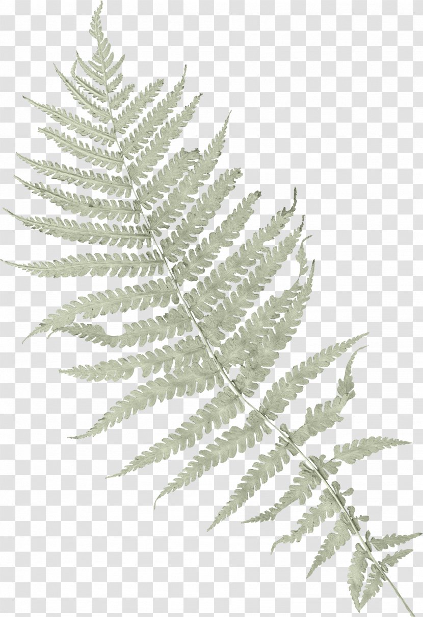 Ostrich Fern Vascular Plant Clip Art - Black And White - Palm Leaves Transparent PNG