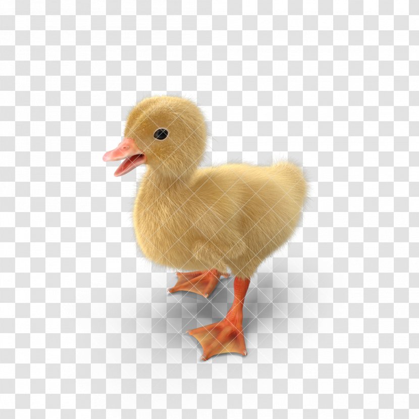 Yellow Duck Goose Animal - Fauna - Little Duck,duck,animal,Duckling Transparent PNG