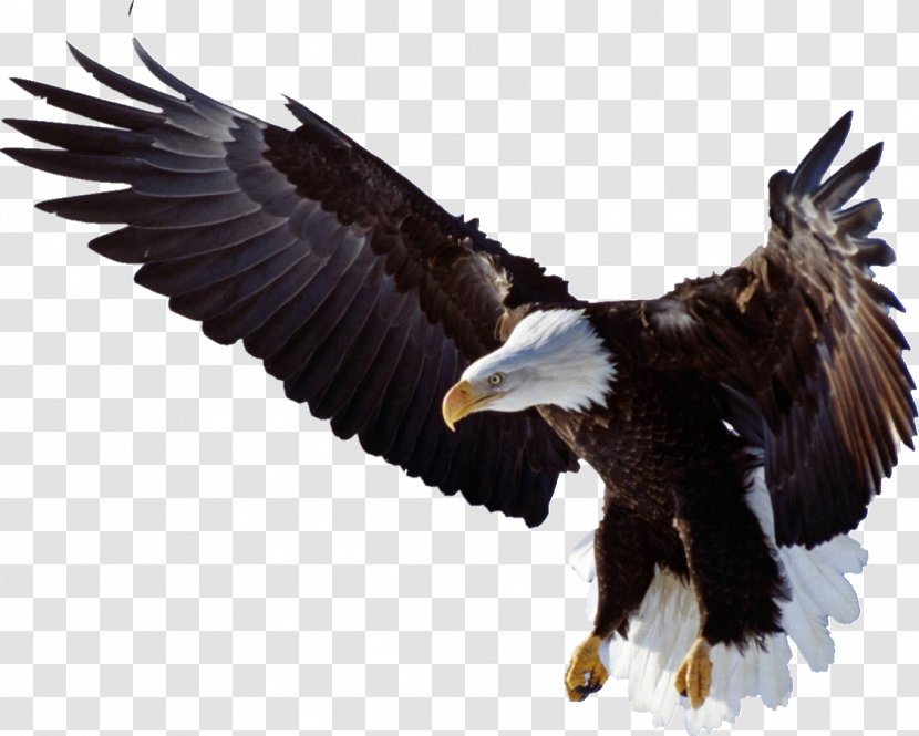 Bird Of Prey Bald Eagle Golden - Logo Kepala Rajawali Transparent PNG