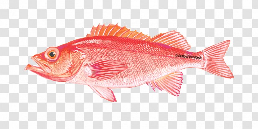 Northern Red Snapper Grouper Fish Products Orange Roughy - Common Rudd - Tai Transparent PNG