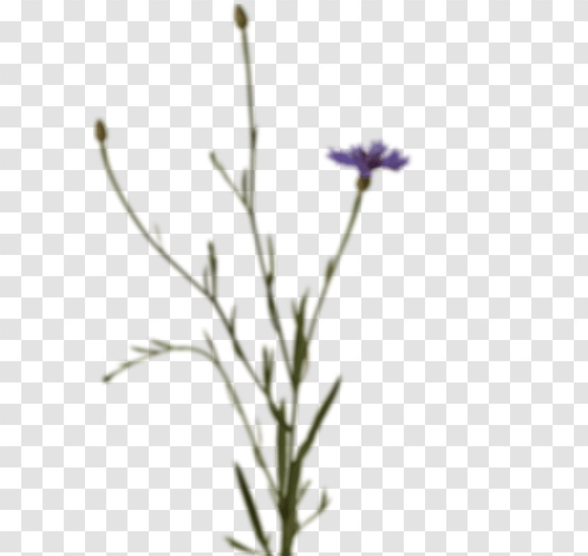 Lavender Subshrub Plant Stem Twig Chicory - Flower - Gornergrat Railway Transparent PNG