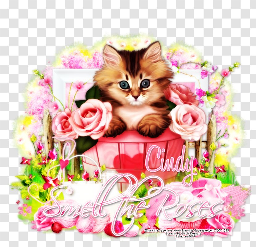 Kitten Whiskers Floral Design Cut Flowers - Love - Set Bloom Transparent PNG