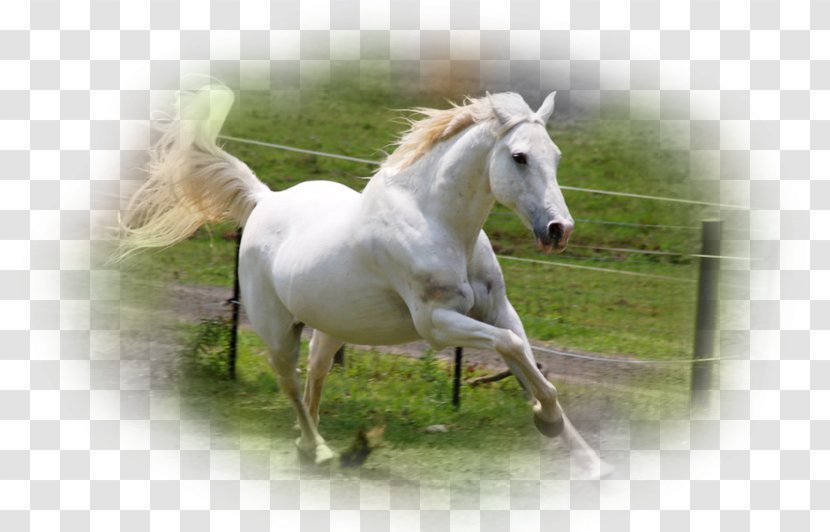 Arabian Horse American Quarter Canter And Gallop Stallion Rearing Transparent PNG