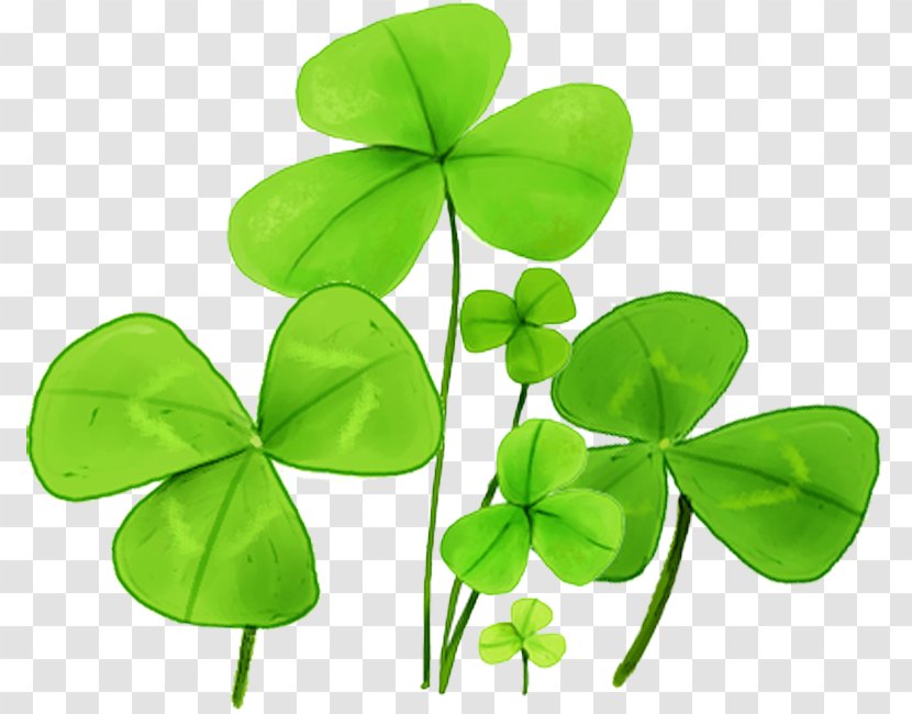 Four-leaf Clover - Flower Transparent PNG