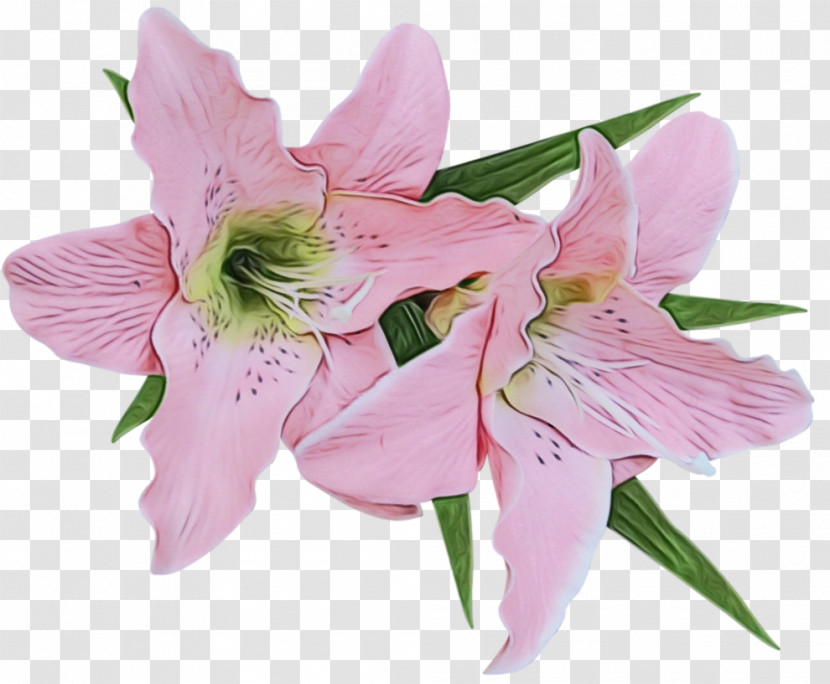Madonna Lily Flower Drawing Easter Lily Calla Lily Transparent PNG