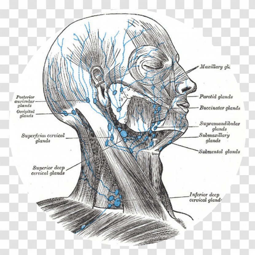 Superficial Cervical Lymph Nodes Lymphatic System Head And Neck Anatomy - Cartoon - Silhouette Transparent PNG