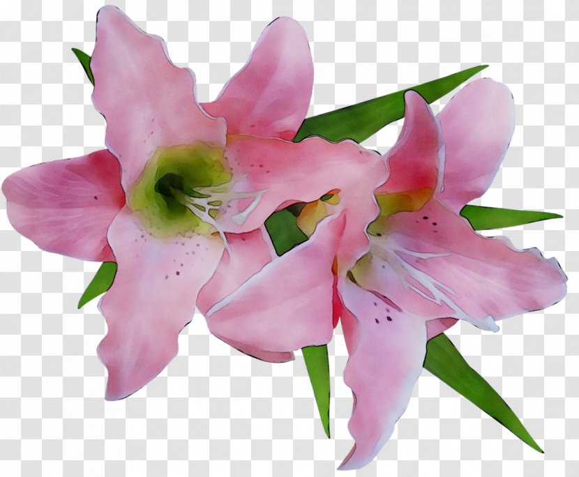 Lily Illustration Image Drawing Flower - Stargazer - Cattleya Transparent PNG
