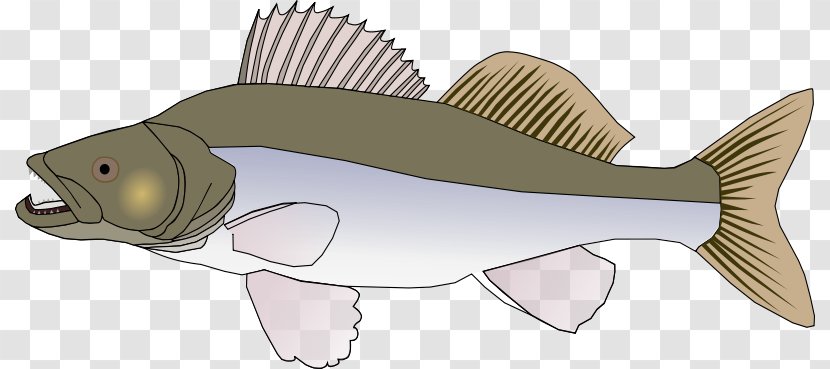 Northern Pike Walleye Clip Art - Esox - Bony Fish Transparent PNG