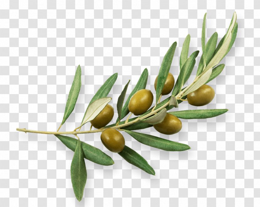 Olive Oil Branch Sehit Ali Borinli Ilkogretim Okulu Transparent PNG