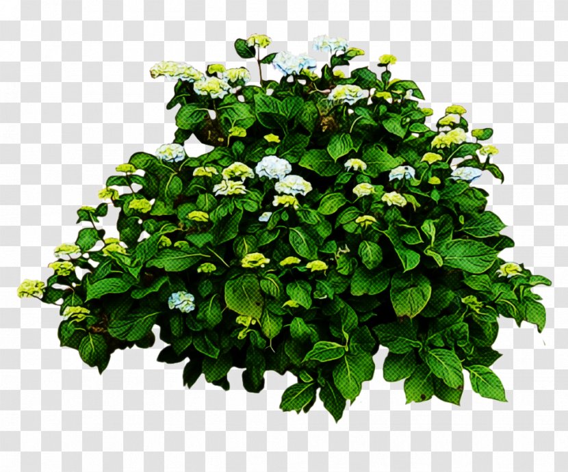 Tea Tree - Climbing Hydrangea - Viburnum Gardenia Transparent PNG