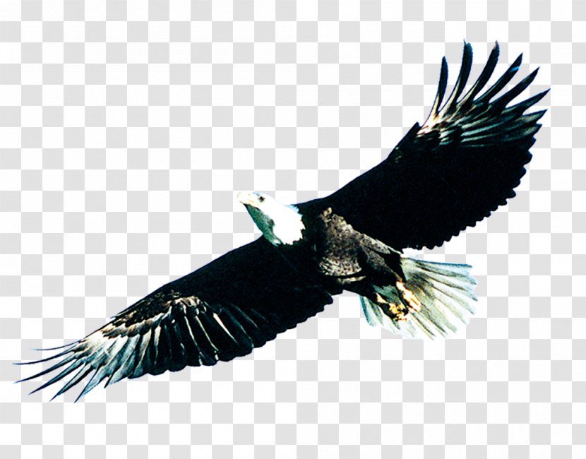 Bird Poster - Accipitriformes - Soaring Eagle Transparent PNG