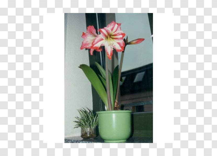 Amaryllis Belladonna Flowerpot Houseplant Floral Design - Vase - Flowering Plant Transparent PNG