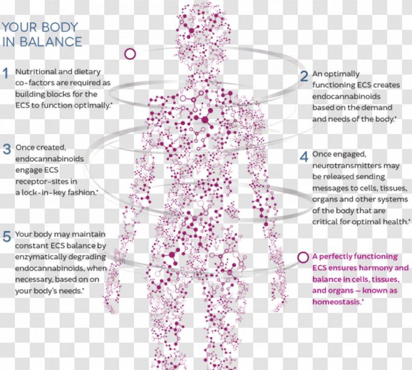 Endocannabinoid System Cannabidiol Human Body Cannabinoid Receptor Homeostasis - Watercolor - Diagram Transparent PNG