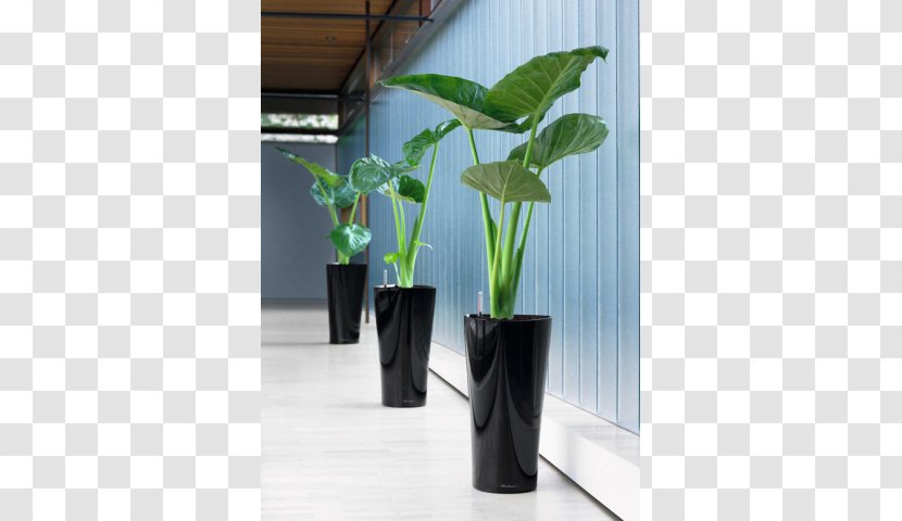 Flowerpot Cachepot Houseplant Alocasia - Room Transparent PNG