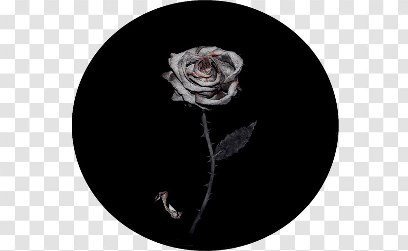 Rose Family Flower Transparent PNG