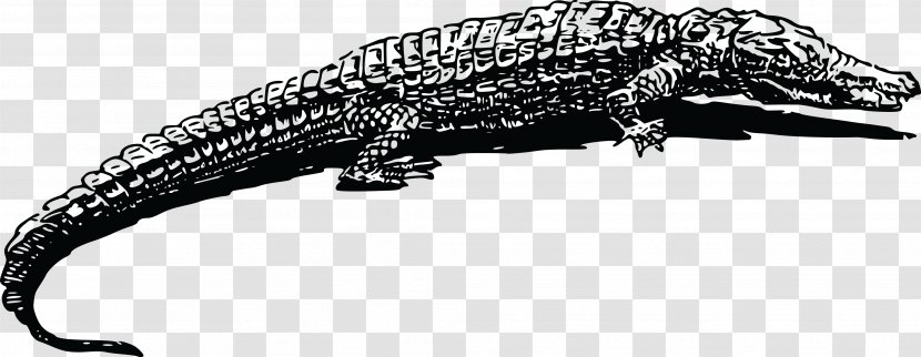Crocodile Alligator Animal Drawing Clip Art - Crocodiles - Reptile Transparent PNG