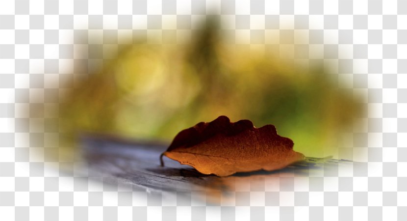 Desktop Wallpaper Autumn Leaf Metaphor - Close Up Transparent PNG