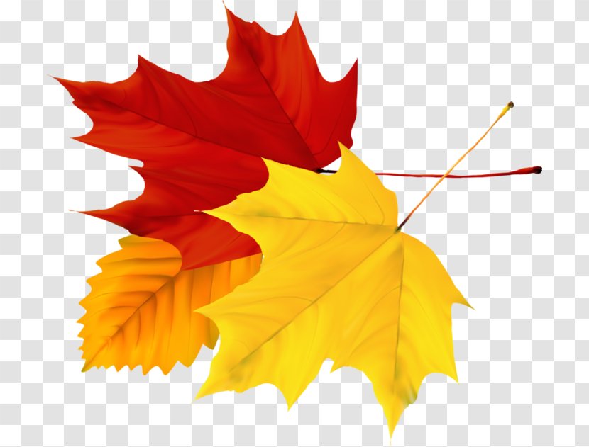 Image Autumn Leaf - Flower - Deciduous Transparent PNG