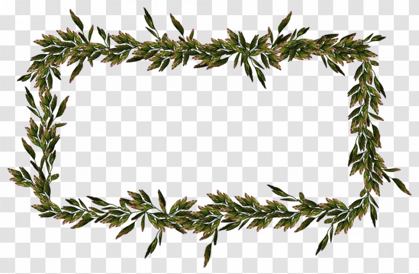 Family Tree Background - Conifer - Pine Cypress Transparent PNG