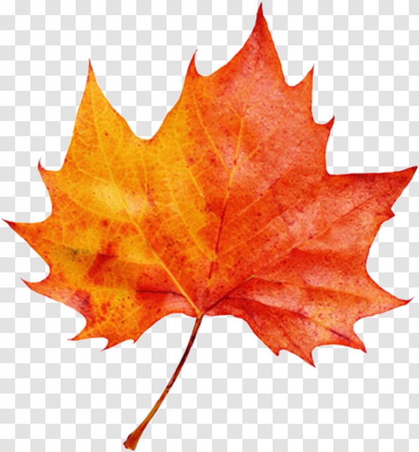Autumn Leaf Color Clip Art Image - Perennial Plant Transparent PNG