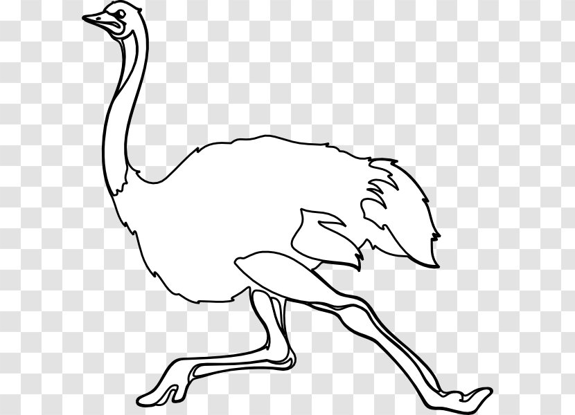 Common Ostrich Black And White Drawing Clip Art - Bird Transparent PNG