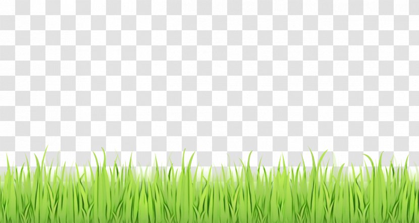 Green Grass Background - Landscape - Pasture Chrysopogon Zizanioides Transparent PNG