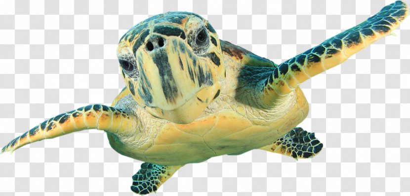 Hawksbill Sea Turtle Wall Decal Green - Terrestrial Animal Transparent PNG
