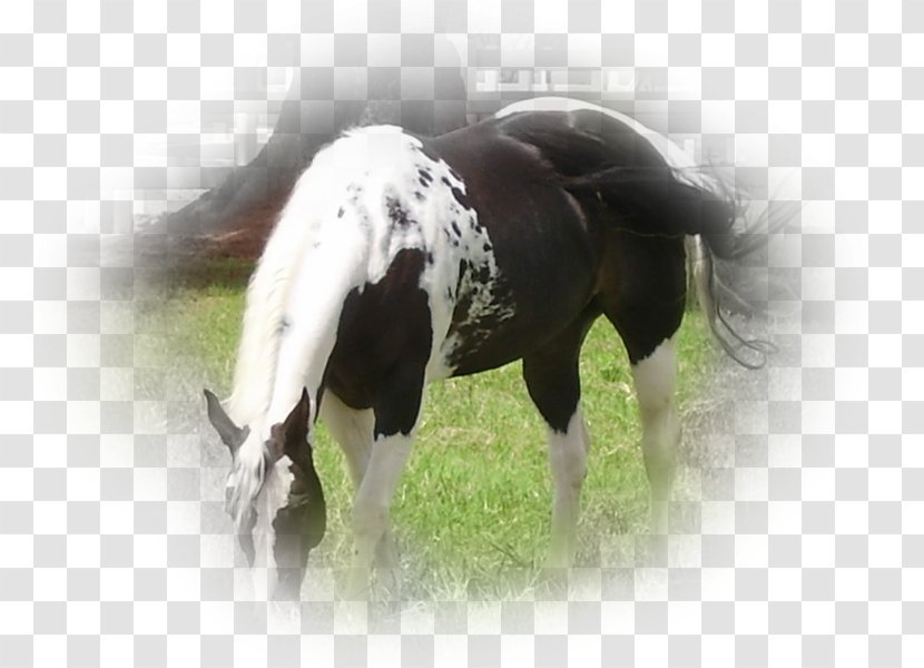 Stallion Mane Mustang Mare Pony - Horse Transparent PNG