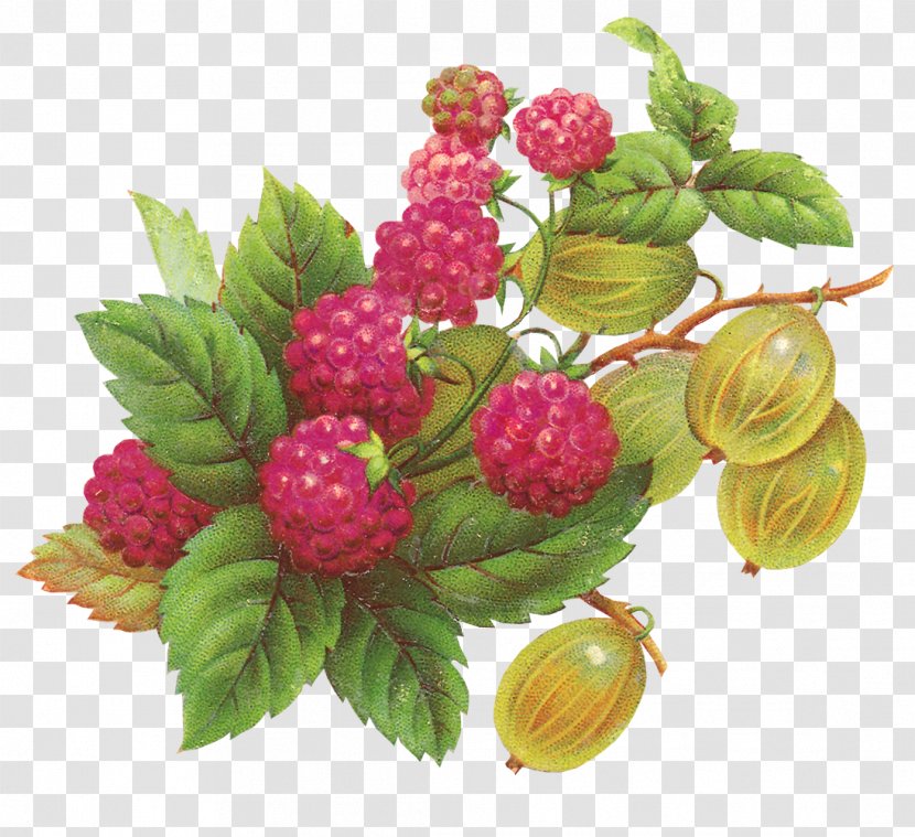Raspberry Fruit Blackberry Clip Art - Strawberry - Blueberries Transparent PNG