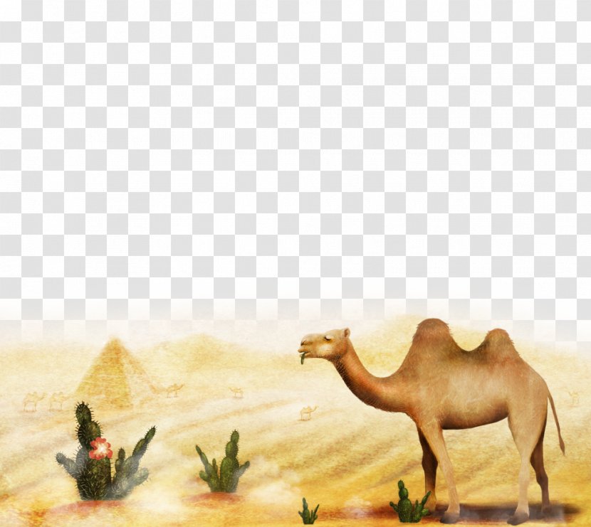 Camel Cartoon Illustration - Livestock - Desert Transparent PNG