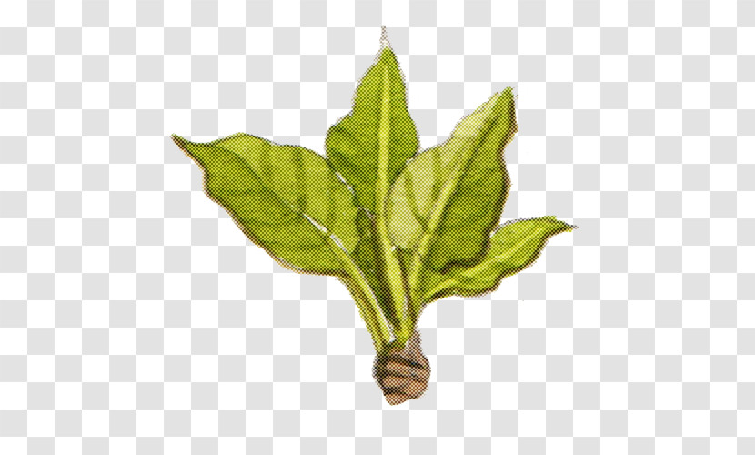 Leaf Plant Stem Herb Plant Biology Transparent PNG
