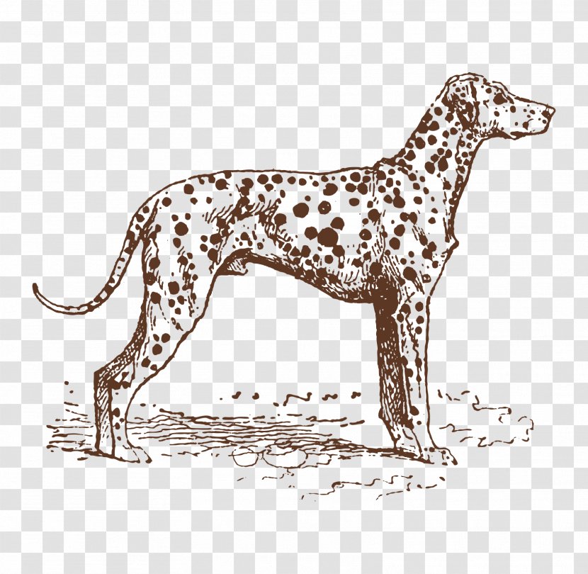 Dalmatian Dog Puppy Breed Hunting - Hand Painted Leopard Transparent PNG