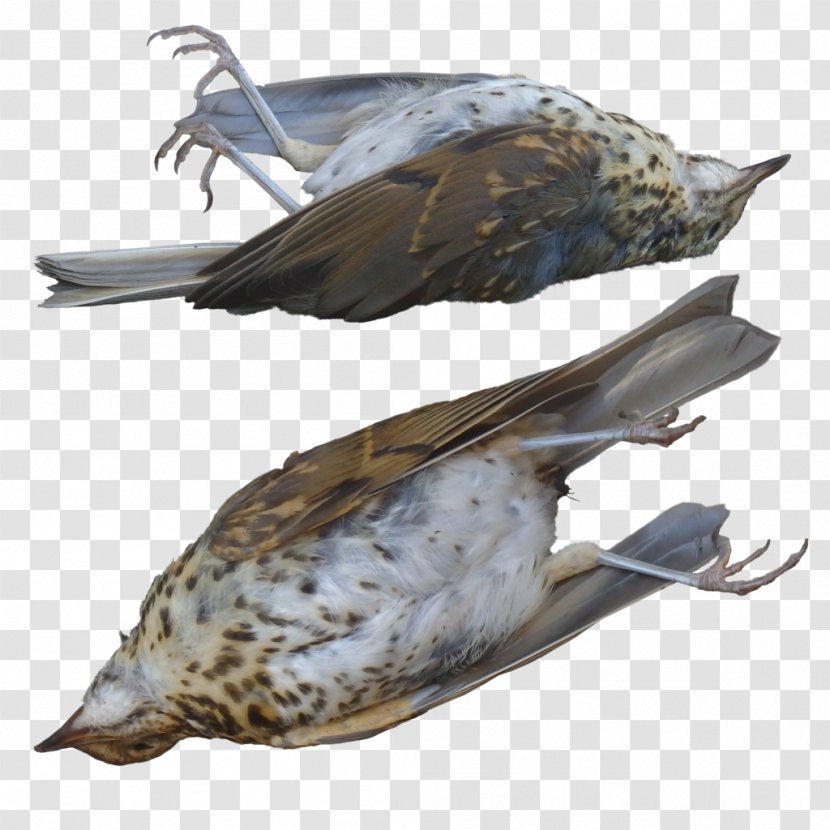 Amazing Facts About Birds Domestic Pigeon Reptile Death - Dead Transparent PNG