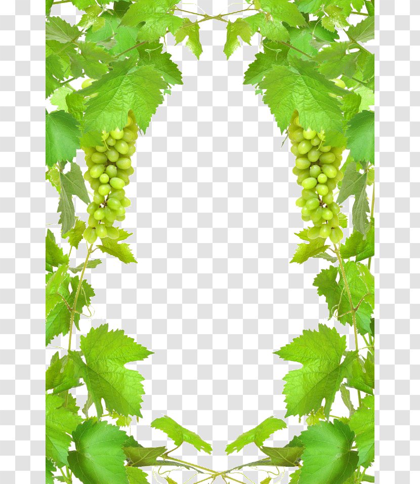 Wine Grape Stock Photography Clip Art - Branch - Lime Green Leaf Transparent PNG