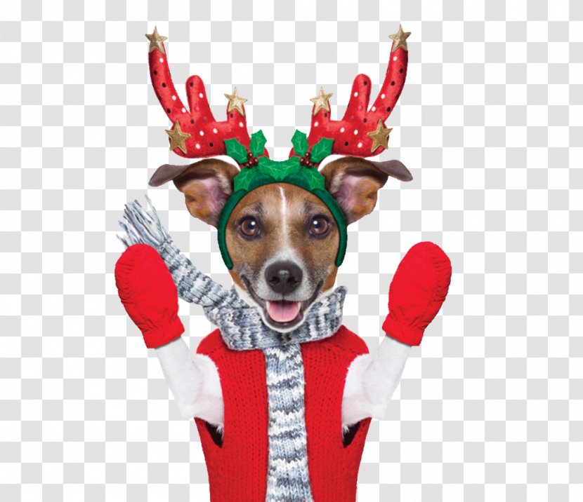 Reindeer Rudolph Lapponian Herder King Charles Spaniel - Christmas Transparent PNG