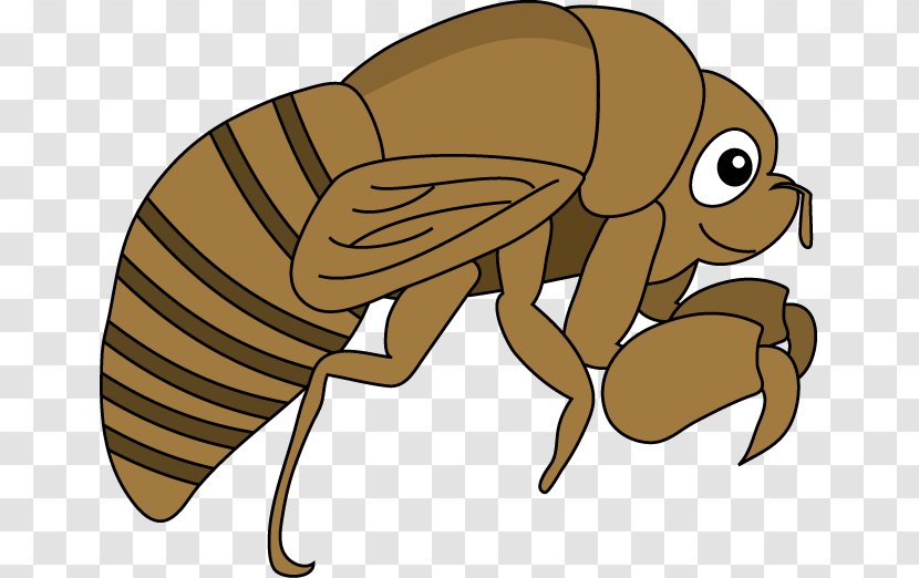 Cicadidae Flea 幼虫 Insect Clip Art - Honey Bee Transparent PNG