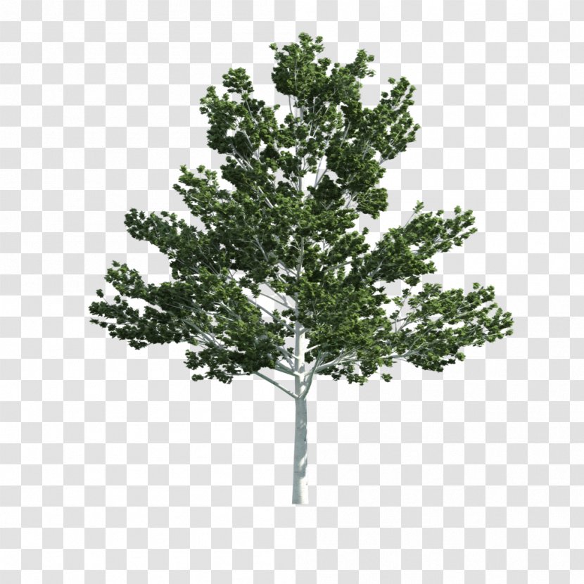 Tree 3D Modeling Texture Mapping Computer Graphics - 2d Transparent PNG