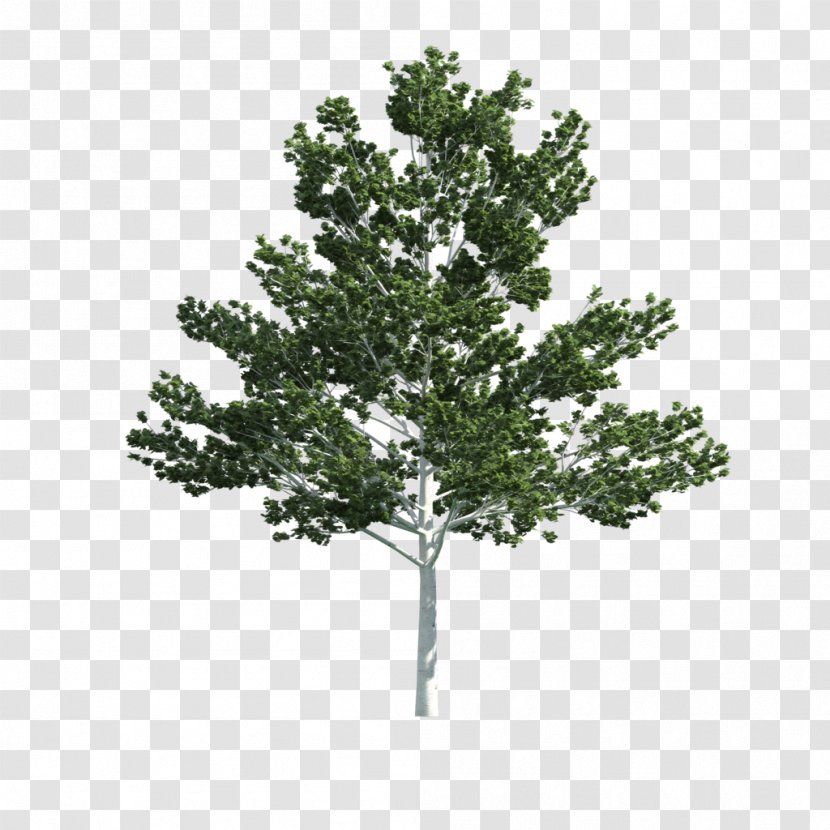 Tree 3d Modeling Texture Mapping Computer Graphics 2d Transparent Png