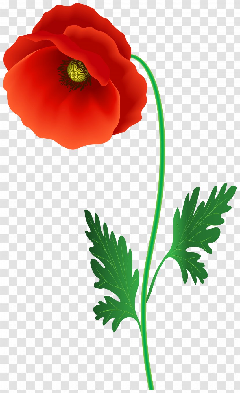 Flower Plant Flowering Petal Leaf - Poppy - Coquelicot Transparent PNG