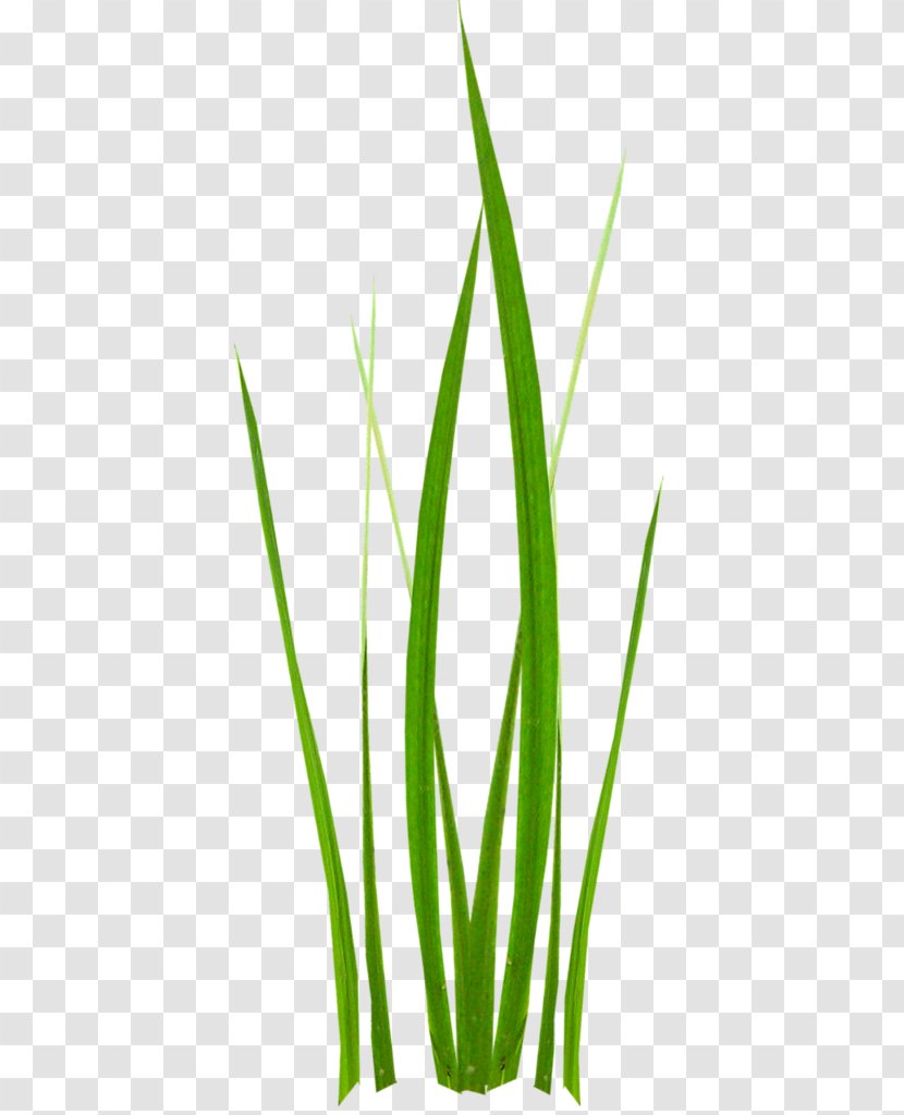 Herbaceous Plant Lawn Stem Clip Art - Flower Transparent PNG