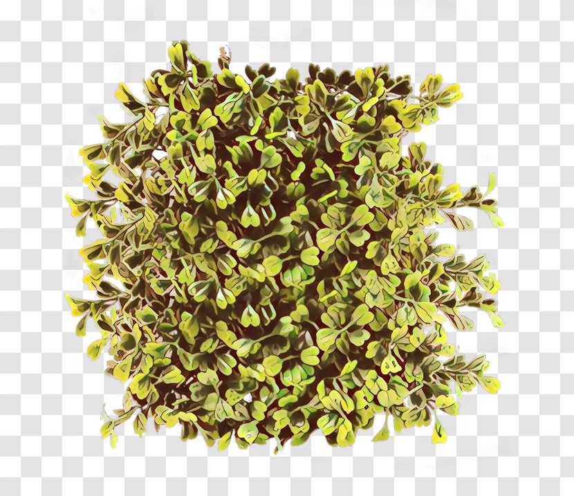 Grass Flower - Hedge - Perennial Plant Herb Transparent PNG