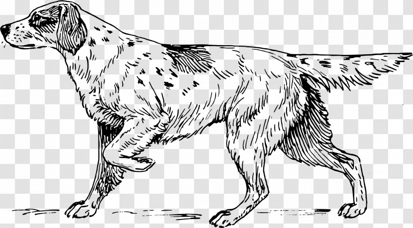 Beagle Hunting Dog Drawing Breed - Paw - Cocker Spaniel Clipart Transparent PNG