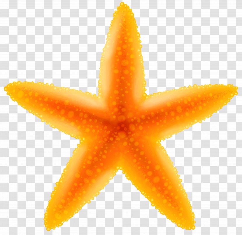 Clip Art - Seashell - Starfish Transparent Image Transparent PNG