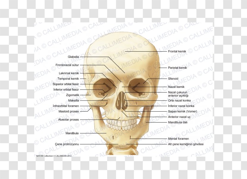 Human Skull Ear Sphenoid Bone Anatomy - Flower Transparent PNG