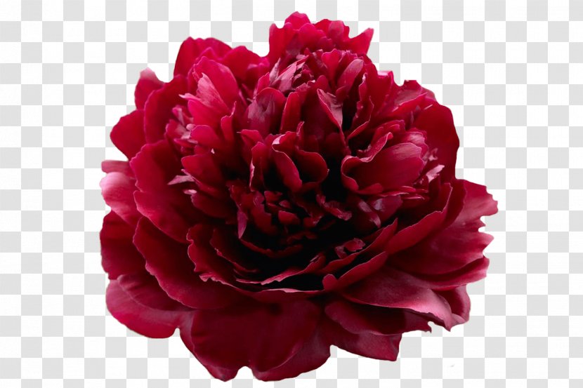 Peony Garden Flower Perennial Plant Bulb - Red Transparent PNG