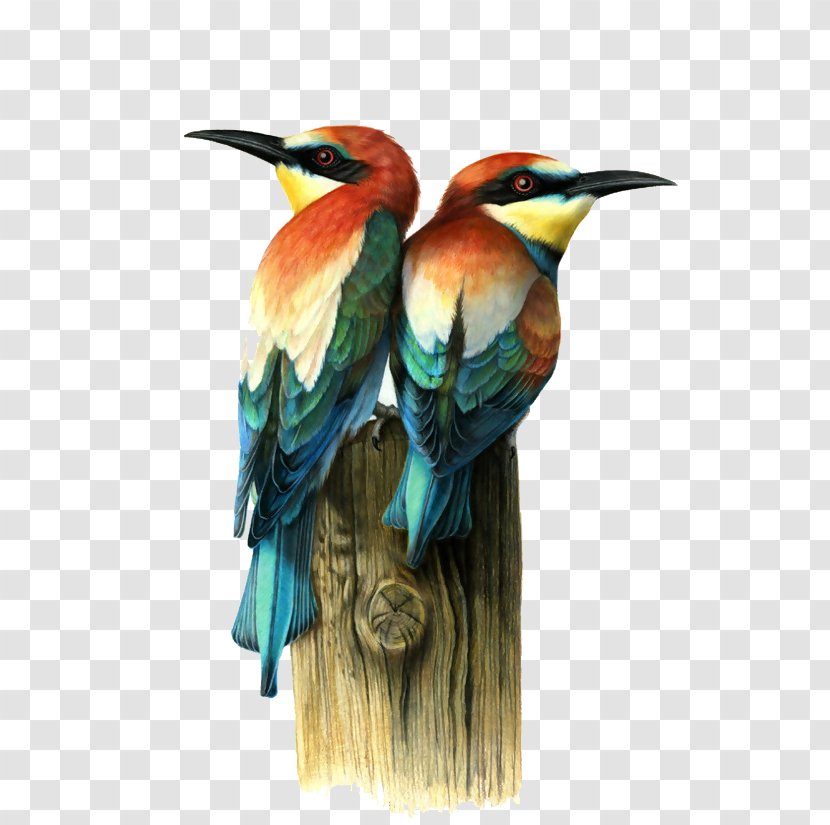 Bird Visual Arts Drawing Illustration - Painted Transparent PNG