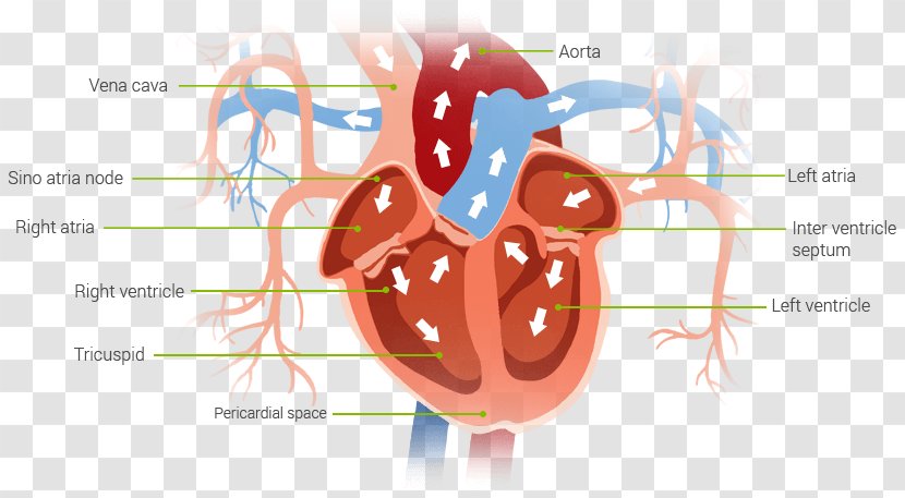 Heart Muscle Pump Blood Diagram - Cartoon Transparent PNG